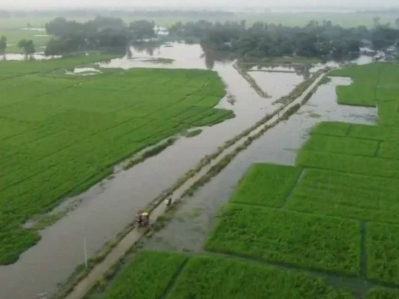 নাটোরে ৫ বছরে কৃষি জমিতে প্রায় ২ হাজার পুকুর খনন